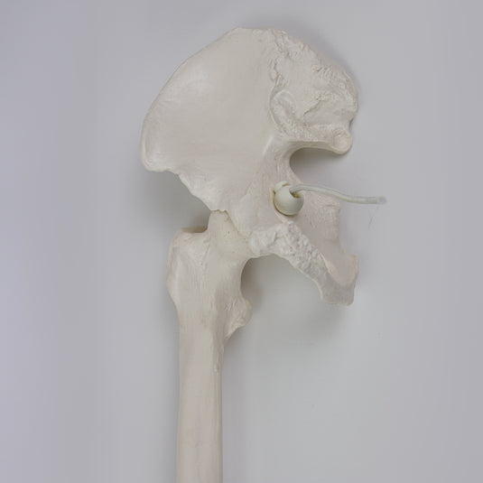 Modelo de Pierna con Hueso de Cadera y Pie, Montado en Alambre [SKU: MG22954]