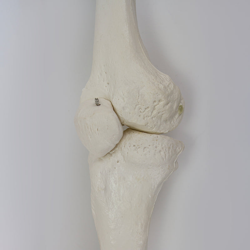 Cargue la imagen en el visor de la galería, Modelo de Pierna con Hueso de Cadera y Pie, Montado en Alambre [SKU: MG22954]
