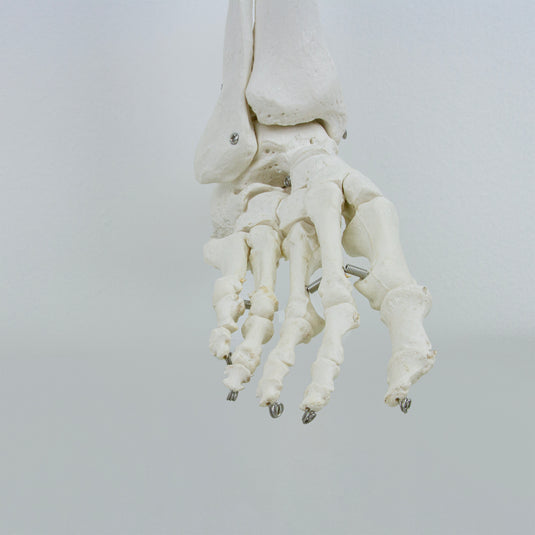 足モデル付き脚、ワイヤー取り付け [SKU: MG22955]