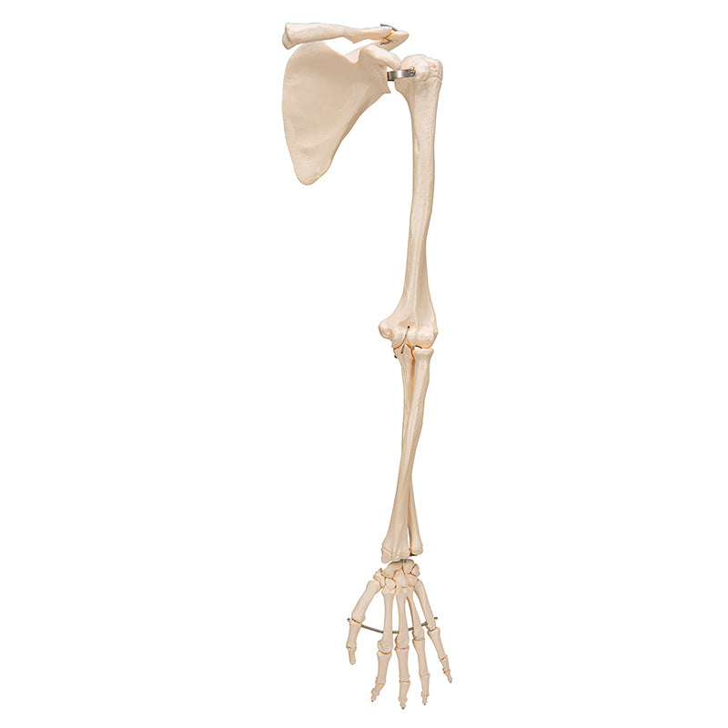 Load image into Gallery viewer, Arm with Legaments, Scapula, &amp; Clavicle Model, Wire Mounted
