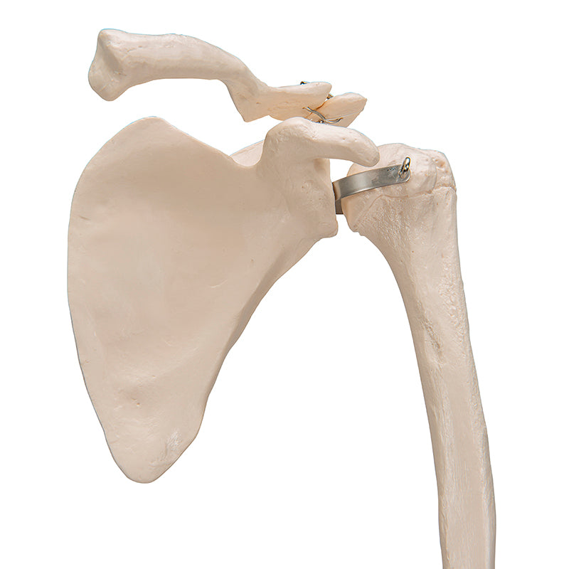 Load image into Gallery viewer, Arm with Legaments, Scapula, &amp; Clavicle Model, Wire Mounted

