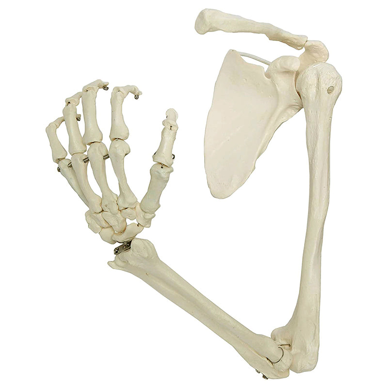 Load image into Gallery viewer, Arm with Legaments, Scapula, &amp; Clavicle Model, Wire Mounted
