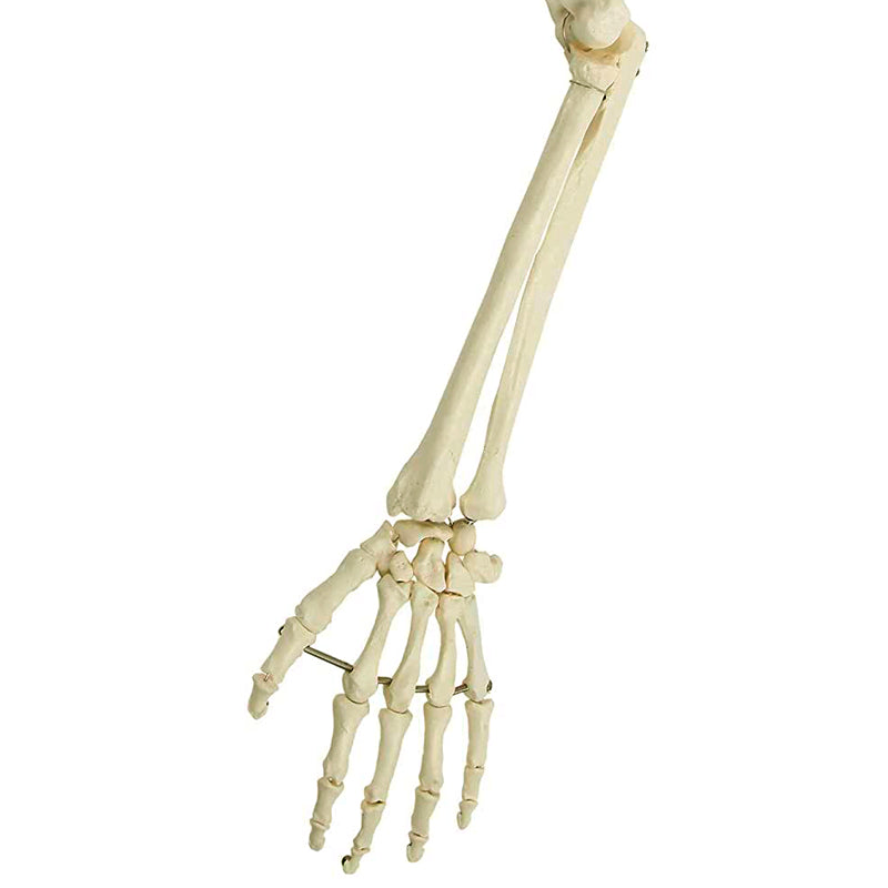 Load image into Gallery viewer, Arm with Legaments, Scapula, &amp; Clavicle Model, Wire Mounted
