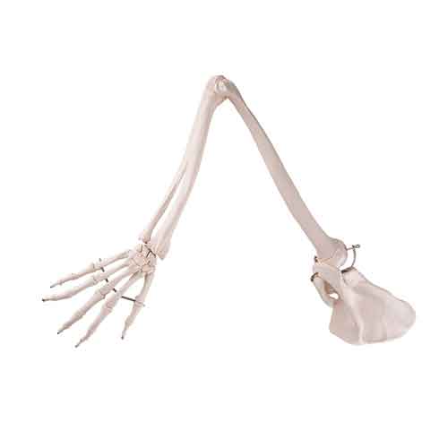 Arm with Legaments, Scapula, & Clavicle Model, Wire Mounted
