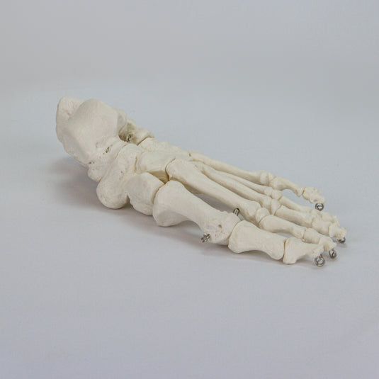 발 모델, 와이어 장착 [SKU: MG22959]