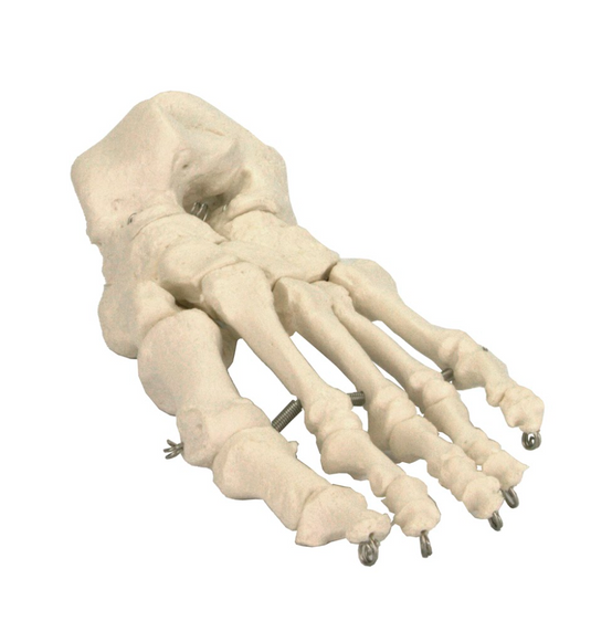 نموذج قدم، مثبت سلكي [SKU: MG22959]