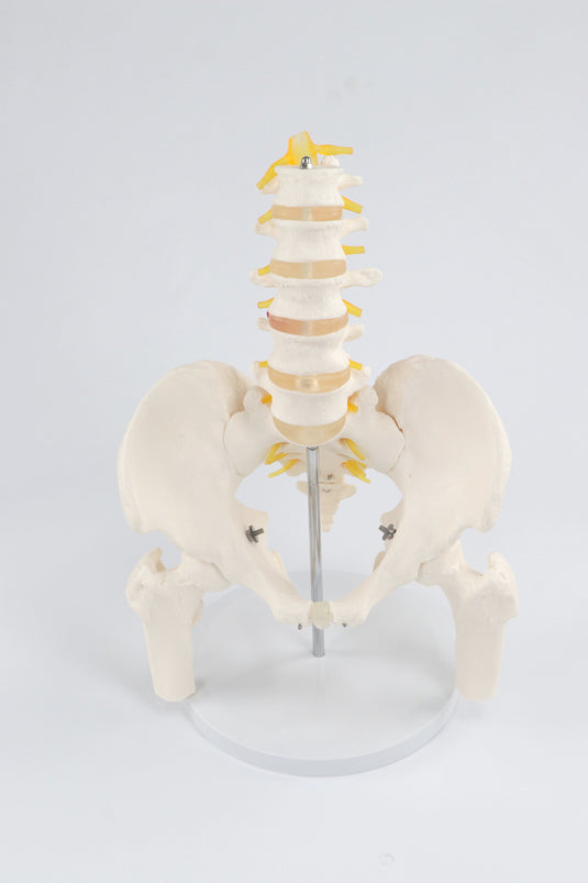 Model Panggul Perempuan dengan Kepala Femur [SKU: MG22963]