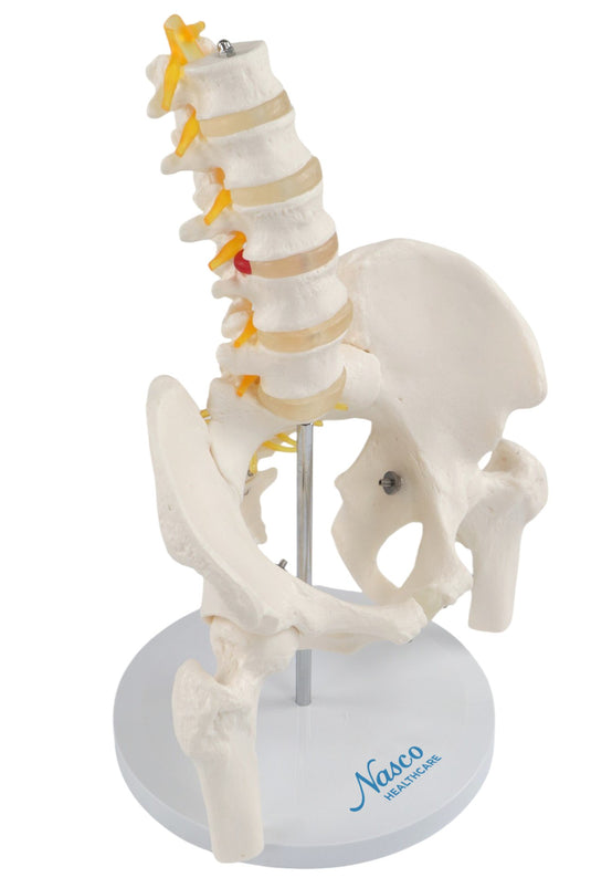 Model Panggul Perempuan dengan Kepala Femur [SKU: MG22963]