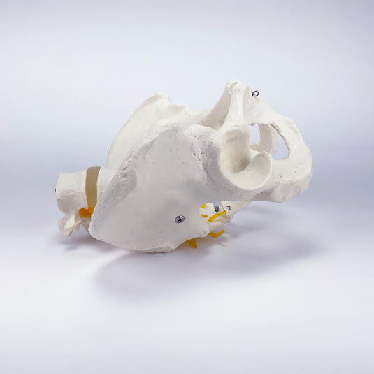 Mannelijk Bekkenmodel met Lumbale Wervels [SKU: MG22965]