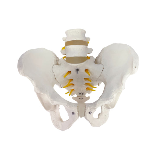 Mannelijk Bekkenmodel met Lumbale Wervels [SKU: MG22965]