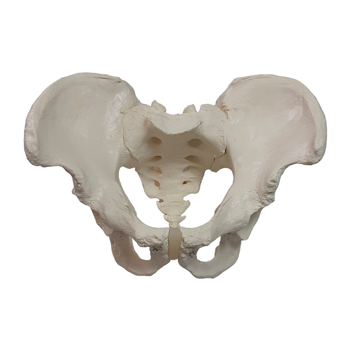 남성 골반 [SKU: MG22966]