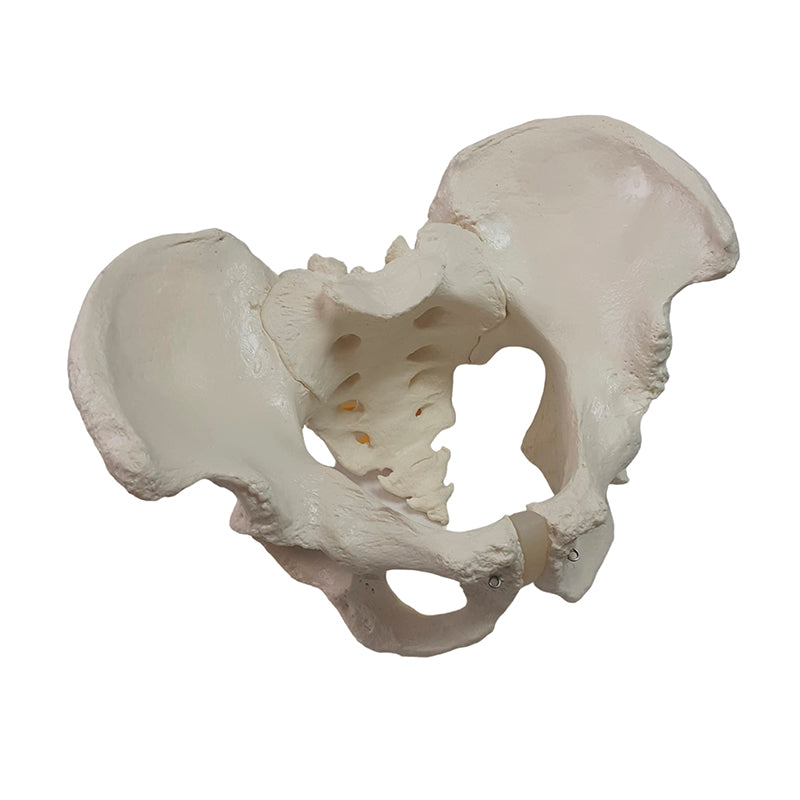 Afbeelding laden in Galerijviewer, Mannelijk Bekken [SKU: MG22966]
