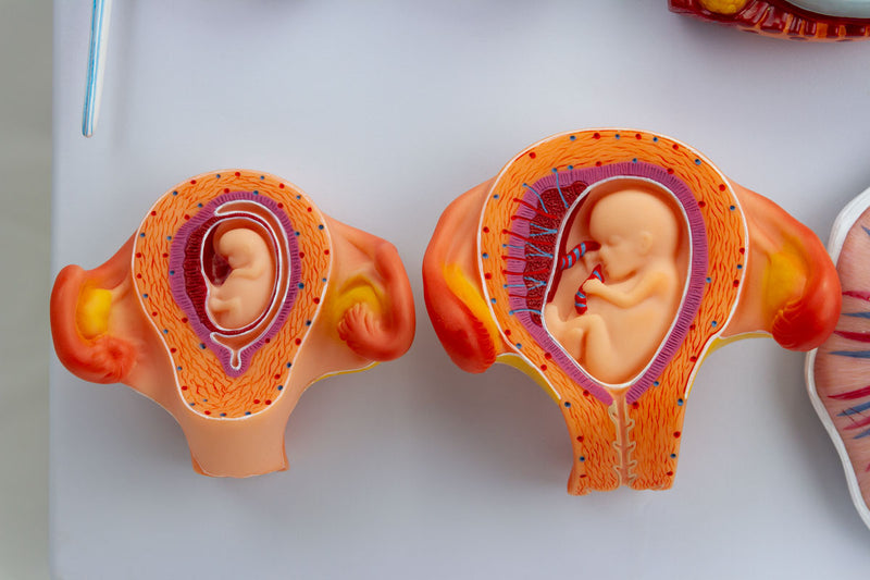 Load image into Gallery viewer, Fertilization Stages
