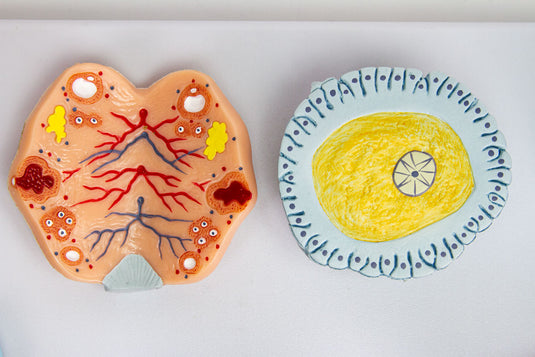 Fertilization Stages