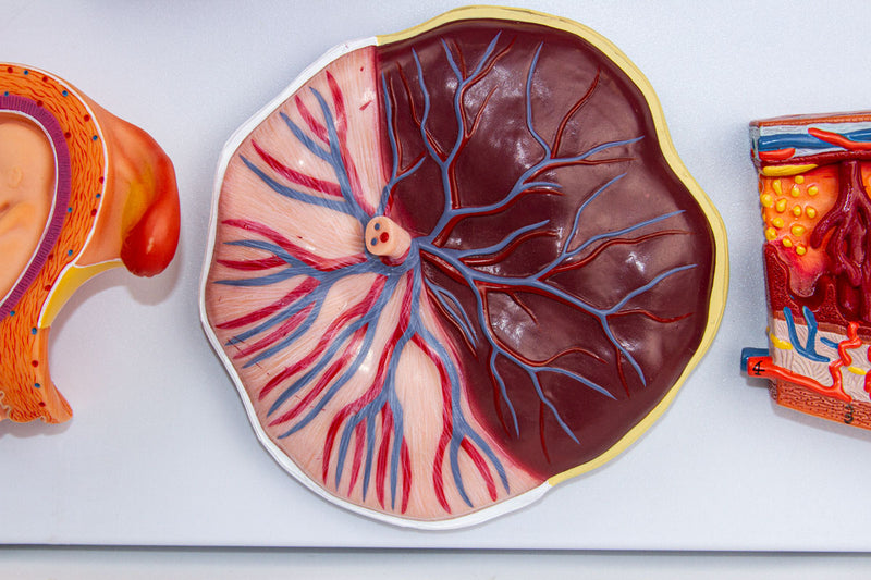 Load image into Gallery viewer, Fertilization Stages
