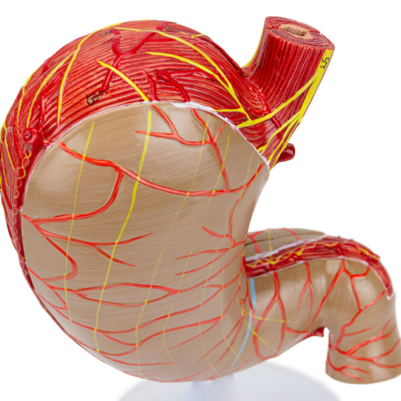 Load image into Gallery viewer, Stomach Model, Enlarged, 2 Parts
