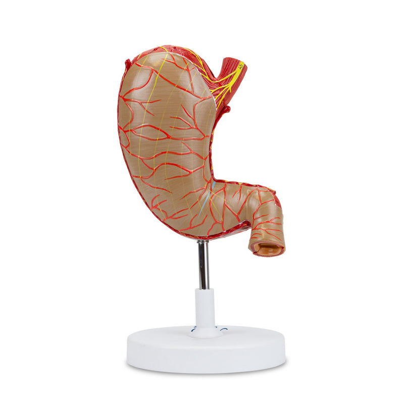Load image into Gallery viewer, Stomach Model, Enlarged, 2 Parts
