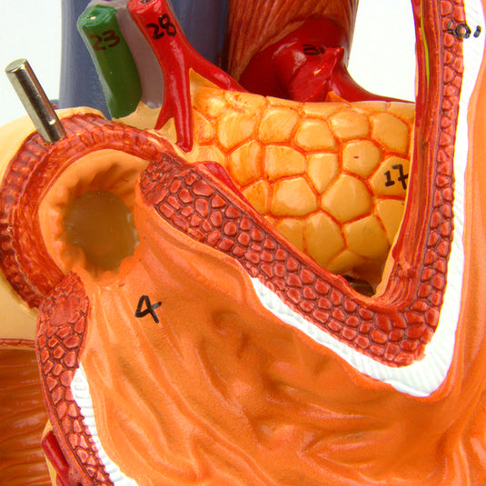 पेट का मॉडल, 6 भाग [SKU: MG23161]