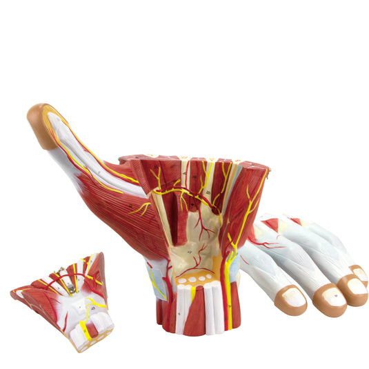 ハンドモデル、2倍拡大、3パーツ [SKU: MG23166]