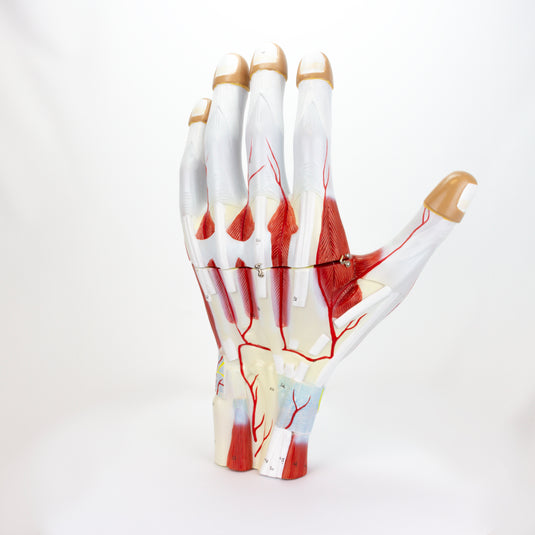 Modello di Mano, 2X Ingrandito, 3 Parti [SKU: MG23166]