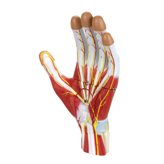 Modello di Mano, 2X Ingrandito, 3 Parti [SKU: MG23166]