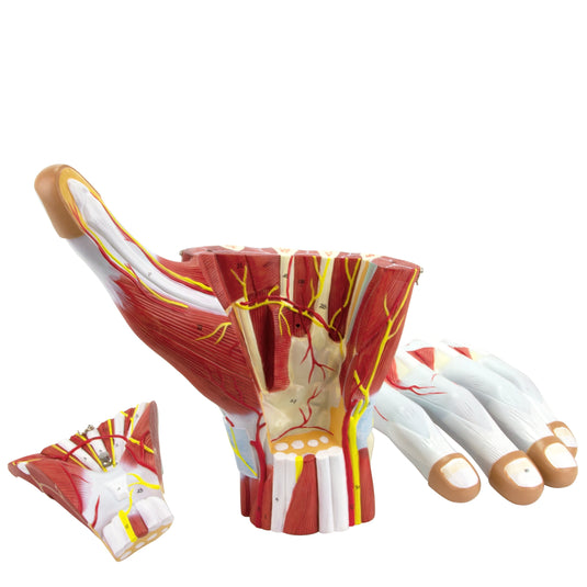 Modello di Mano, 2X Ingrandito, 3 Parti [SKU: MG23166]