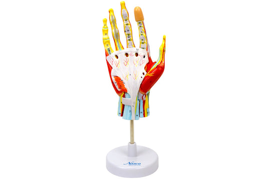 ハンドモデル、7パーツ [SKU: MG23167]