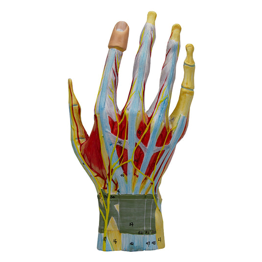 ハンドモデル、7パーツ [SKU: MG23167]