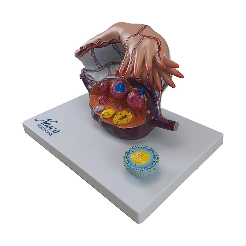 Load image into Gallery viewer, Ovary Model, 5X Enlarged, 2 Parts
