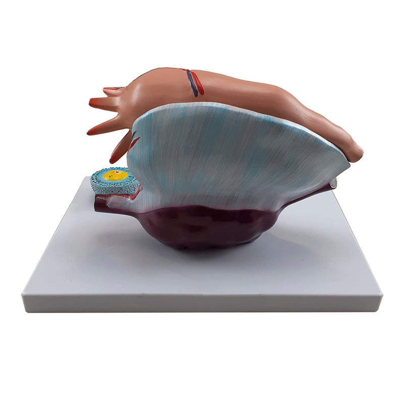 Load image into Gallery viewer, Ovary Model, 5X Enlarged, 2 Parts
