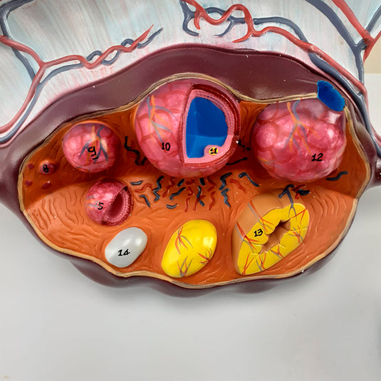 Ovary Model, 5X Enlarged, 2 Parts