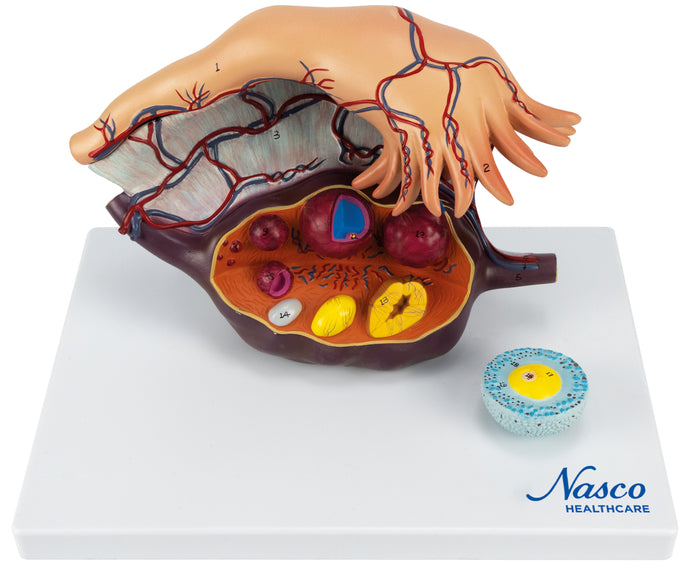 Ovary Model, 5X Enlarged, 2 Parts