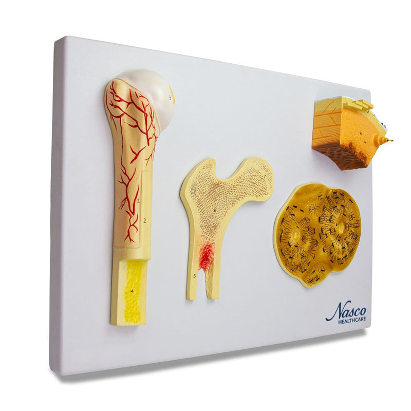 Muat gambar ke penampil Galeri, Model Tulang, 4 Bagian [SKU: MG23172]
