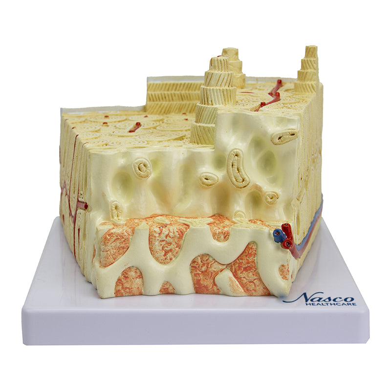 Load image into Gallery viewer, Bone Micro-Anatomy Model, 80X Enlarged

