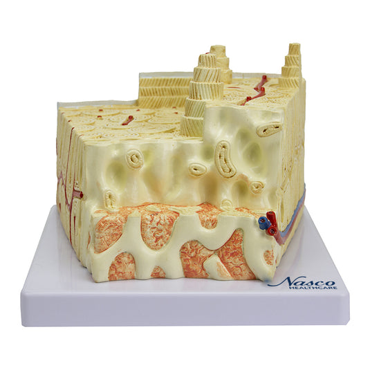 Bone Micro-Anatomy Model, 80X Enlarged