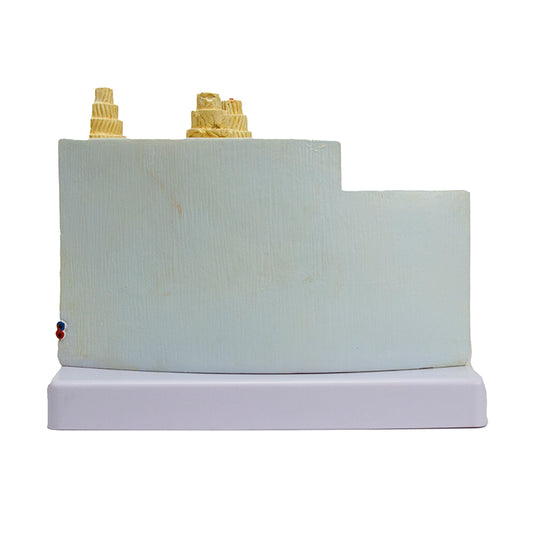 Bone Micro-Anatomy Model, 80X Enlarged