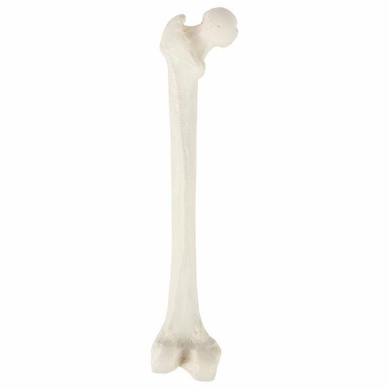 Load image into Gallery viewer, Femur Model
