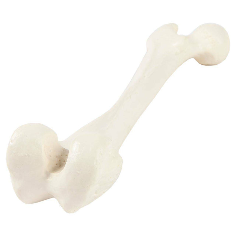 Load image into Gallery viewer, Femur Model
