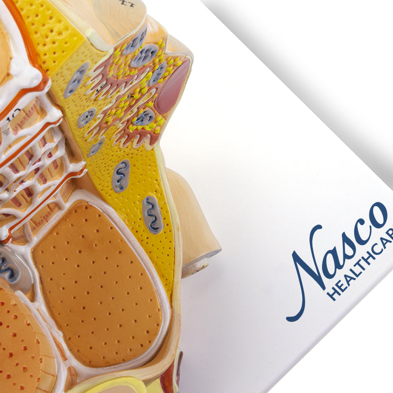 將圖像載入到圖庫檢視器中， Muscle Fiber Micro-Anatomy Model, 40,000X Enlarged
