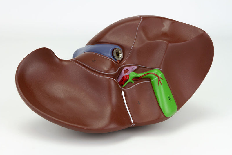 將圖像載入到圖庫檢視器中， Liver with Gallbladder Model

