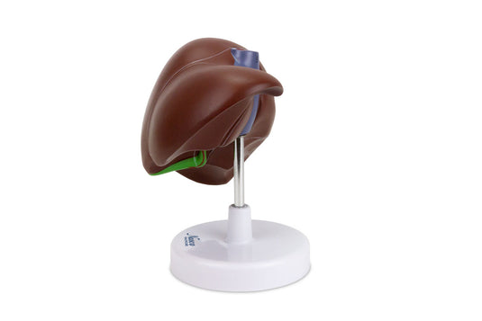 Liver with Gallbladder Model