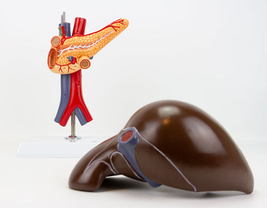 Liver with Gallbladder, Pancreas, & Duodenum Model, 2 Part