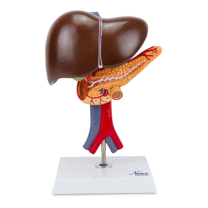 Liver with Gallbladder, Pancreas, & Duodenum Model, 2 Part