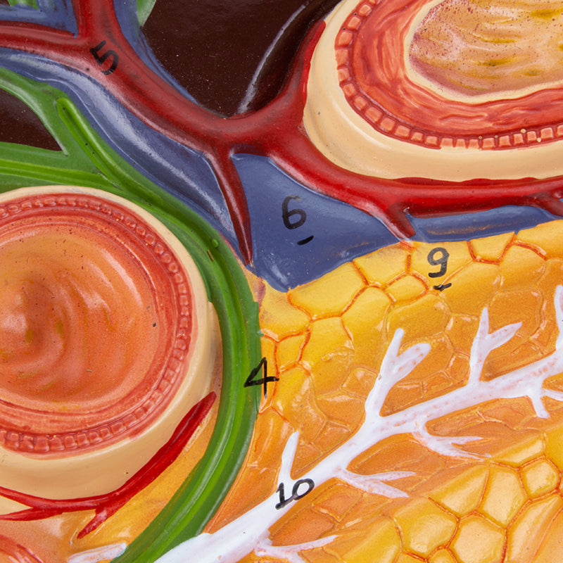 Load image into Gallery viewer, Liver with Gallbladder, Pancreas &amp; Duodenum Model
