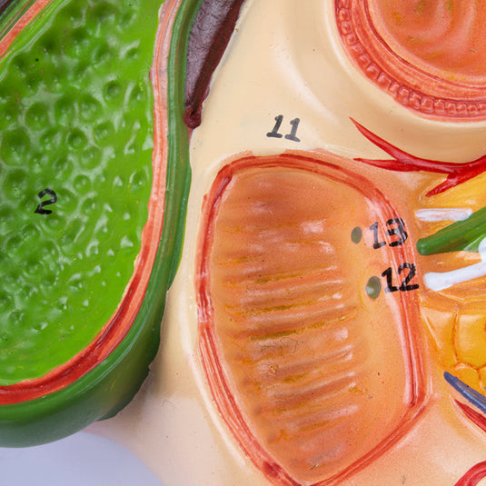 Liver with Gallbladder, Pancreas & Duodenum Model