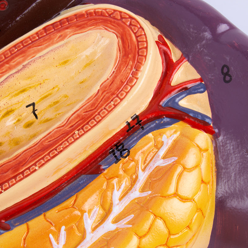 Load image into Gallery viewer, Liver with Gallbladder, Pancreas &amp; Duodenum Model
