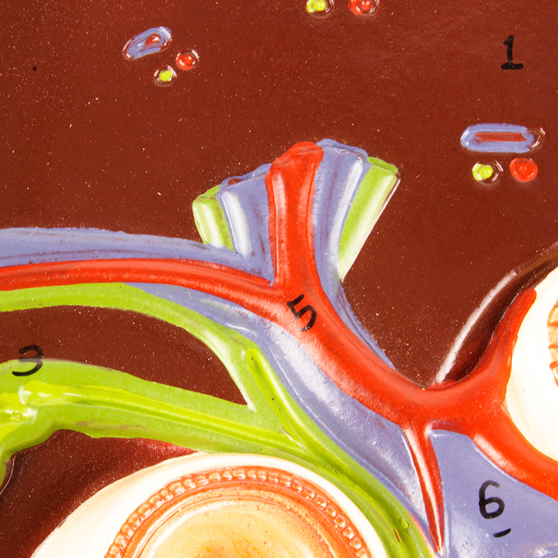 Load image into Gallery viewer, Liver with Gallbladder, Pancreas &amp; Duodenum Model
