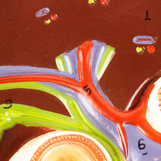 Liver with Gallbladder, Pancreas & Duodenum Model