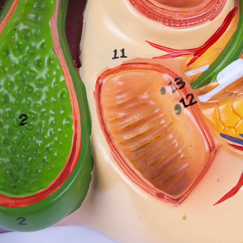 Load image into Gallery viewer, Liver with Gallbladder, Pancreas &amp; Duodenum Model
