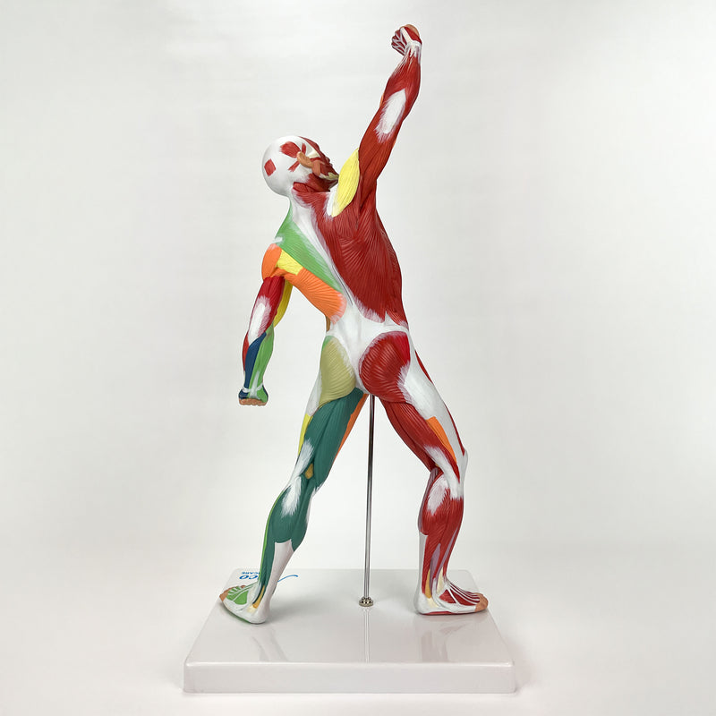 Load image into Gallery viewer, Muscular Figure Didactic Model, 1/4 Life-Size
